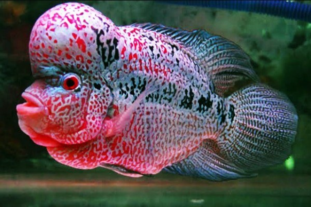 5 Jenis Ikan Lohan yang di Pelihara Orang